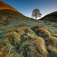 Buy canvas prints of Sycamore tree Hadrian's Wall II by Michael Brookes