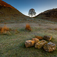 Buy canvas prints of Sycamore Tree Hadrian's Wall III by Michael Brookes
