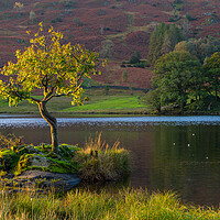 Buy canvas prints of Lone tree Rydal Water by Michael Brookes