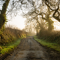Buy canvas prints of Gnarled In The Mist by Michael Brookes