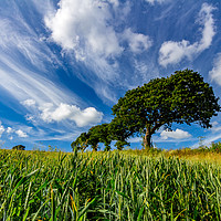 Buy canvas prints of Summer wheat field by Michael Brookes