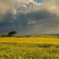 Buy canvas prints of The rapeseed field by Michael Brookes