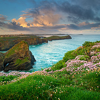 Buy canvas prints of Sea thrift at Newquay by Michael Brookes