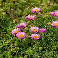 Buy canvas prints of Pink Aster Alpinus by Michael Brookes