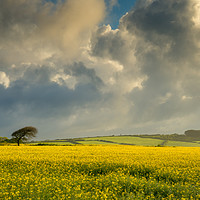 Buy canvas prints of Dark clouds over a rape seed field by Michael Brookes