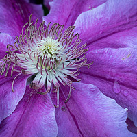 Buy canvas prints of Clematis Doctor Ruppel by Michael Brookes