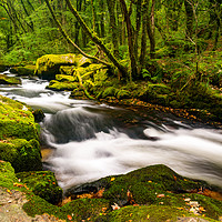 Buy canvas prints of Golitha Falls by Michael Brookes