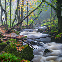 Buy canvas prints of Hint of Autumn at Golitha Falls by Michael Brookes