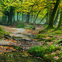 Buy canvas prints of Where fairies play by Michael Brookes