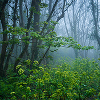 Buy canvas prints of Woods magic by Michael Brookes
