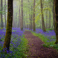 Buy canvas prints of Bluebells magic by Michael Brookes