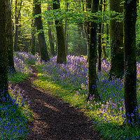 Buy canvas prints of Bluebells light play by Michael Brookes