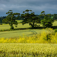 Buy canvas prints of Summer fields by Michael Brookes
