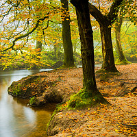 Buy canvas prints of Japanese Golitha Falls by Michael Brookes