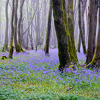 Buy canvas prints of Blue Bells at Pendarves by Michael Brookes