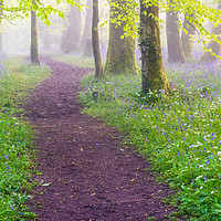 Buy canvas prints of Ethereal Pendarves Woods  by Michael Brookes