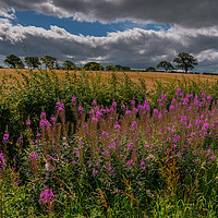 Buy canvas prints of Fireweed Cumbria (Rosebay willowherb) by Michael Brookes