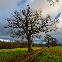 Buy canvas prints of Wetheral walk Cumbria UK by Michael Brookes