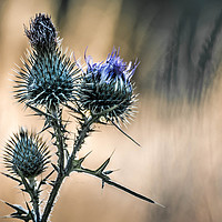 Buy canvas prints of Summer Thistle by Gary Norman