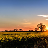 Buy canvas prints of Spring Sunset Over the Rapeseed Field by Gary Norman