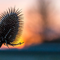 Buy canvas prints of Prickly Sunset by Gary Norman
