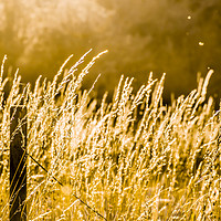 Buy canvas prints of Norfolk Summer by Gary Norman