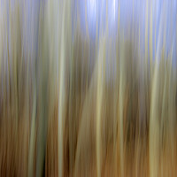 Buy canvas prints of Blurred Trees by Gary Norman