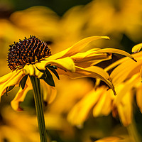 Buy canvas prints of Blackeyed Susan Flower by Gary Norman
