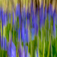 Buy canvas prints of Blurred Bluebells from Maulden Woods, Bedfordshire by Gary Norman