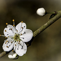 Buy canvas prints of May Blossom taken at Maulden Woods, Bedfordshire by Gary Norman