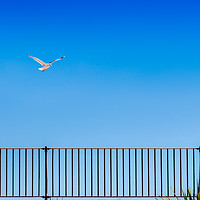 Buy canvas prints of Seagull and fence at Great Yarmouth  by Gary Norman