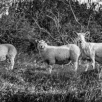 Buy canvas prints of Three sheep roaming on Deacon Hill, Hertfordshire by Gary Norman