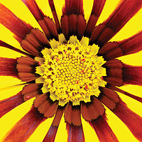 Buy canvas prints of A beautiful flower by eda kaytan