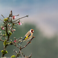 Buy canvas prints of Goldfinch on Blossom tree by George Robertson