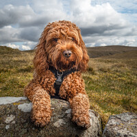 Buy canvas prints of Cockapoo lying on a rock by George Robertson