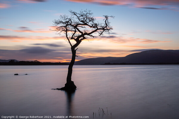 Lone Tree at Milarrochy Bay Loch Lomond Picture Board by George Robertson