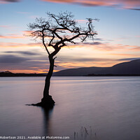 Buy canvas prints of Lone Tree at Milarrochy Bay Loch Lomond by George Robertson