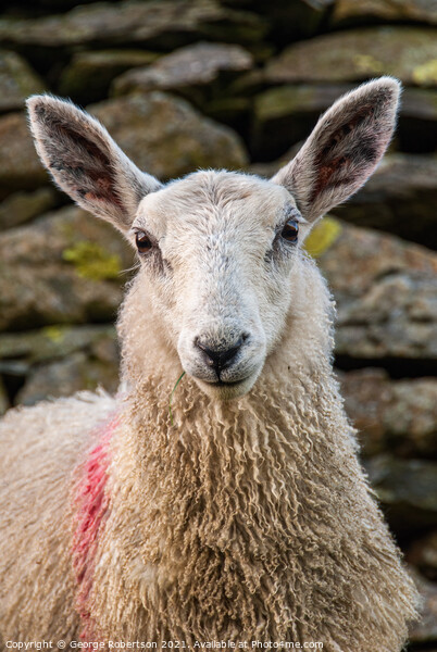 Portrait of a Sheep standing by a old stone wall Picture Board by George Robertson