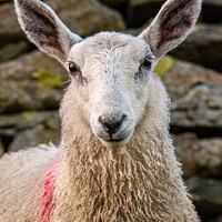 Buy canvas prints of Portrait of a Sheep standing by a old stone wall by George Robertson