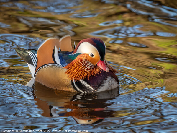 Mandarin Duck swimming in Scottish river Picture Board by George Robertson