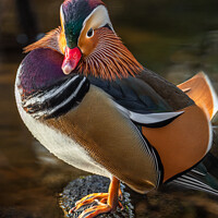 Buy canvas prints of Mandarin Duck standing on on a rock by George Robertson