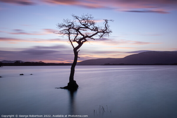 Lone Tree at Sunset, Loch Lomond Picture Board by George Robertson