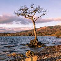 Buy canvas prints of Milarrochy Bay Tree by George Robertson