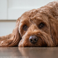 Buy canvas prints of Cockapoo with his head down by George Robertson