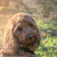 Buy canvas prints of Outdoor portrait of a Cockapoo dog by George Robertson