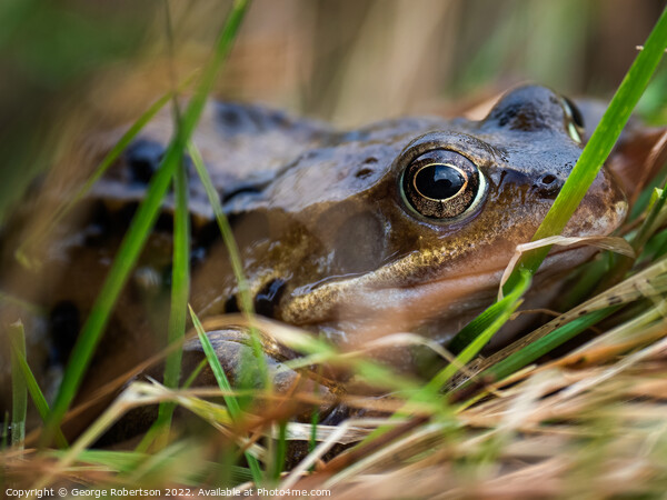 The common frog, also known as the European common frog Picture Board by George Robertson