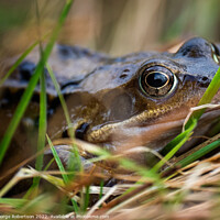 Buy canvas prints of The common frog, also known as the European common frog by George Robertson