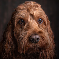 Buy canvas prints of Studio portrait of a Cockapoo by George Robertson