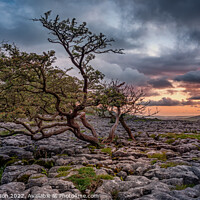 Buy canvas prints of Windswept Hawthorn tree in Yorkshire by George Robertson