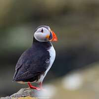 Buy canvas prints of Puffin, Isle of May in Scotland by George Robertson